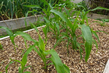 Young corn plants growing in raised garden bed with wood chips mulch