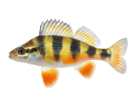 Realistic photo of fish with vibrant colors and distinct patterns, showcasing its fins and scales against transparent background. This captures beauty of aquatic life