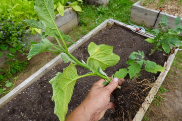 Gardener holding eggplant seedling ready for planting in garden
