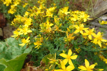 St. John's wort blooming in summer garden