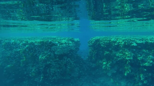 Large school of small fish, Red Sea hardhead silverside, Atherinomorus forskalii, swims along the back reef in the lagoon, being chased by a group of Red Sea Houndfish, Tylosurus choramlosurus choram