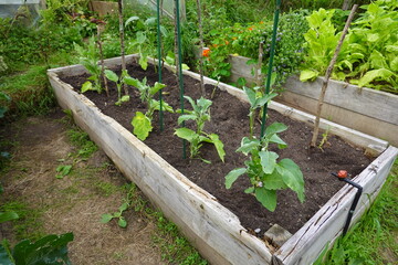 Eggplants growing in raised garden bed with irrigation system