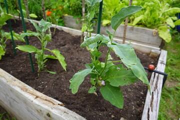 Eggplant growing in raised garden bed with irrigation system
