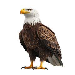 Obraz premium Bald eagle standing majestically with its striking features and powerful stance on a plain background