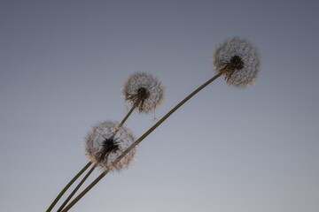 Obraz premium Delicate dandelions in soft sunlight against the sunset sky