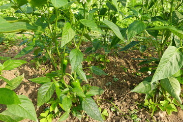 Green peppers growing in vegetable garden sunlight