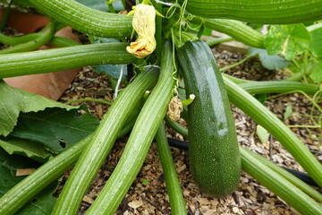 Zucchini growing on plant in vegetable garden