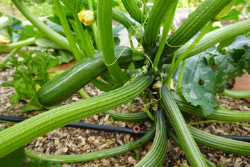 Zucchini growing on plant in vegetable garden with drip irrigation system