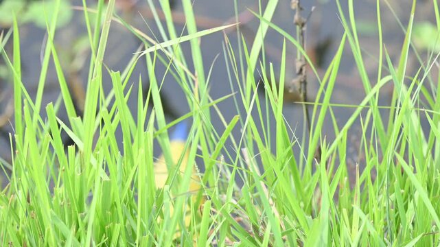 Desmostachya bipinnata grass. Its common names &nbsp;halfa grass,&nbsp;big cordgrass,&nbsp;salt reed grass, Kusha grass and Darbha grass. This  is an&nbsp;Old World&nbsp;perennial grass, long known and used in human history. 