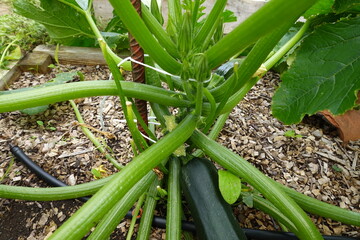 Obraz premium Zucchini plant growing in vegetable garden with drip irrigation system