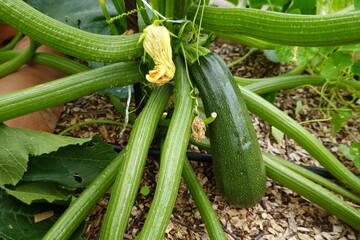 Growing zucchini plant with fresh green vegetable and flower