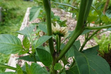 Chili pepper plant growing in vegetable garden
