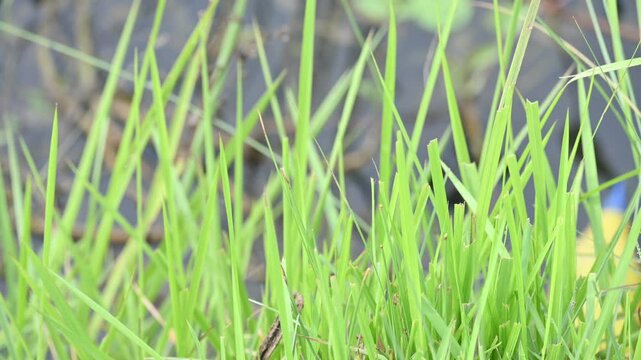 Desmostachya bipinnata grass. Its common names &nbsp;halfa grass,&nbsp;big cordgrass,&nbsp;salt reed grass, Kusha grass and Darbha grass. This  is an&nbsp;Old World&nbsp;perennial grass, long known and used in human history. 