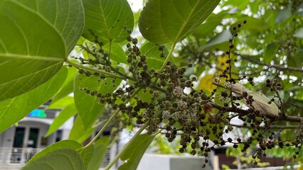 The photo shows a Pipturus plant growing in a home yard, with its green, serrated leaves and slender stems standing out against the natural background. 
