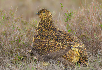 Red Grouse hen in Springtime with her tiny chick peeping out beneath her wing on a cold, windy day on managed grouse moorland, North Yorkshire Moors, UK. Scientific name: Lagopus Lagopus.  Copy Space