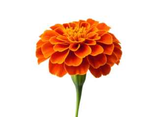 marigold flower white background vibrant orange or yellow bloom garden plant commonly used in festivals and decorations floral close-up transparent background