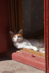 Chat allongé somnolant au bord d'une fenêtre ouverte
