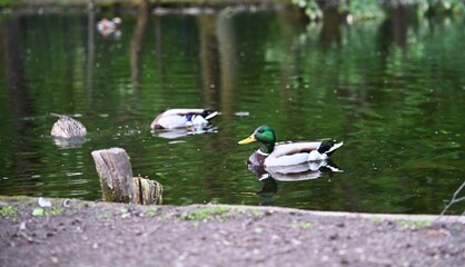 Wild male ducks on the lake.