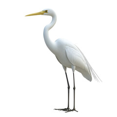 Obraz premium White heron standing gracefully on long legs in natural habitat by the water's edge during daylight