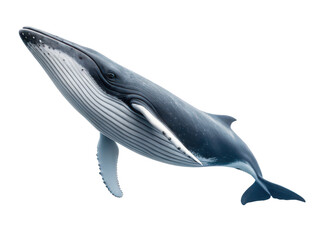 minke whale white background streamlined baleen whale species with small dorsal fin marine mammal ocean wildlife conservation transparent background