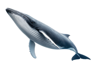 minke whale white background streamlined baleen whale species with small dorsal fin marine mammal ocean wildlife conservation transparent background