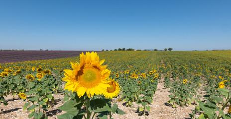 Sunflowers on the Field Facing the Sun. Provence, France. Selective Focus
