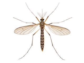mosquito animal white background small flying insect with long proboscis known for biting and spreading diseases common pest close-up transparent background