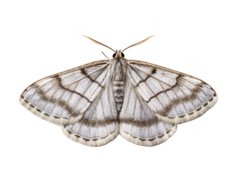 moth animal white background winged insect with feathered antennae and scaly wings nocturnal relative of butterfly resting pose transparent background