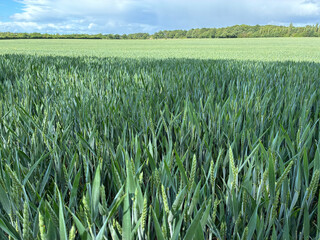 A Common Wheat field, also known as Bread Wheat, on a sunny summers day with blue skies and white clouds.