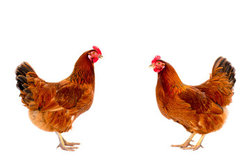 Fototapeta premium Two brown hens standing on a white background 