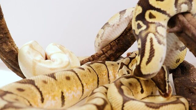 Ball Python Coiling on Branch in Close-Up View