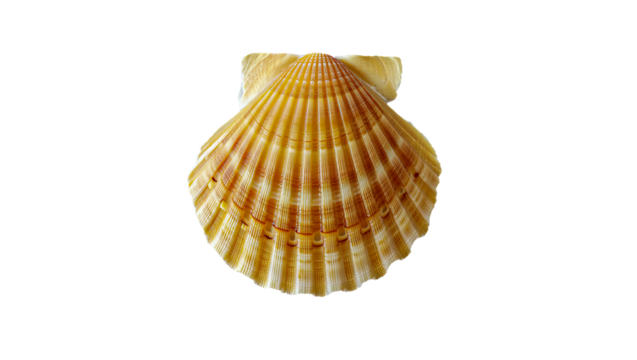Colorful scallop shell on a transparent background  