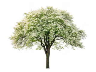 mountain ash tree white background deciduous tree with compound leaves and orange berries used ornamentally or for landscaping cold climate species transparent background