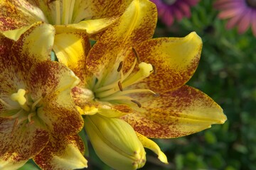 yellow lily flower heads opened up showing inner beauty