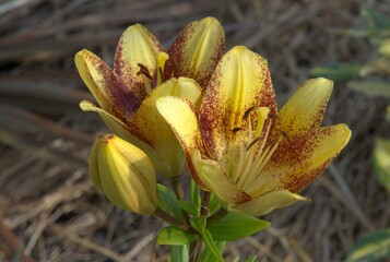 yellow lily flower heads opened up showing inner beauty