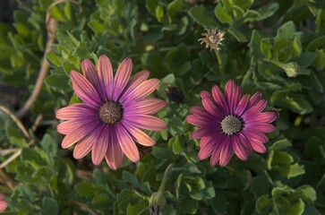 two purple african daisies against a green leafy background