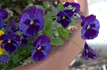 bunch of dark blue pansy flowers in a pot
