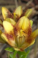 yellow lily flower heads opened up showing inner beauty