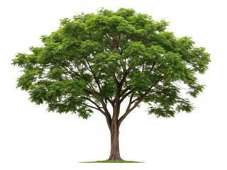 Neem tree png neem plant png medicinal tree png azadirachta indica png herbal neem tree png green neem leaves png transparent background image
