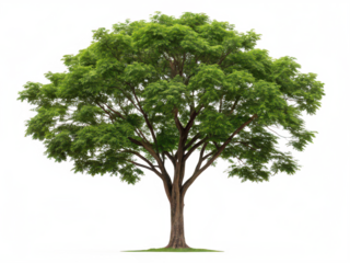Neem tree png neem plant png medicinal tree png azadirachta indica png herbal neem tree png green neem leaves png transparent background image
