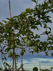 passion fruit in madeira