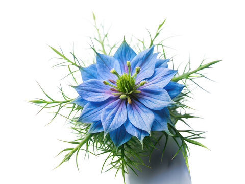 Nigella png nigella plant png nigella flower png black cumin png herbal nigella png flowering herb png transparent background image