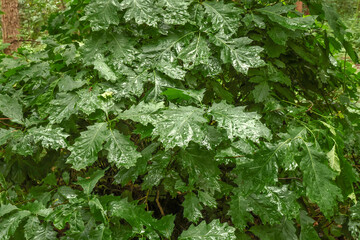 Oak leaves with raindrops in the forest close up