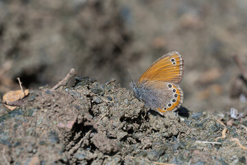 
Satyridae / Rus Zıpzıp Perisi / Russian Heath / Coenonympha leander