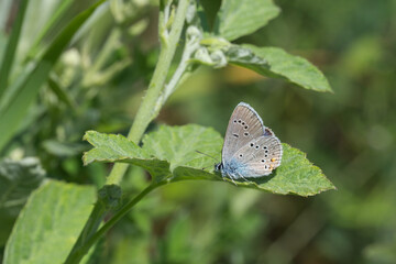 Lycaenidae / Çokgözlü Güzel Mavi / Greek Mazarine Blue / Polyommatus bellis