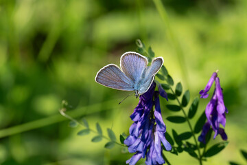 Lycaenidae / Çokgözlü Güzel Mavi / Greek Mazarine Blue / Polyommatus bellis