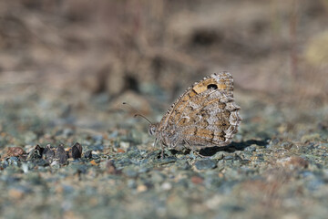 Satyridae / Güney Kızılmeleği / Southern grayling / Hipparchia aristaeus