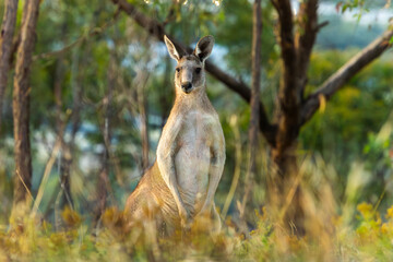 Kangaroo in Natural Australian Habitat