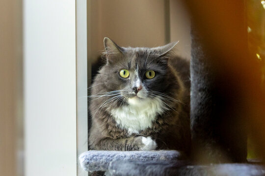 Relaxed cat gazing by the window in an Australian home - Powered by Adobe