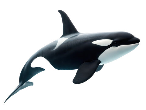 Orca animal png killer whale png ocean mammal png black and white whale png marine predator png sea orca png transparent background image - Powered by Adobe